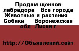 Продам щенков лабрадора - Все города Животные и растения » Собаки   . Воронежская обл.,Лиски г.